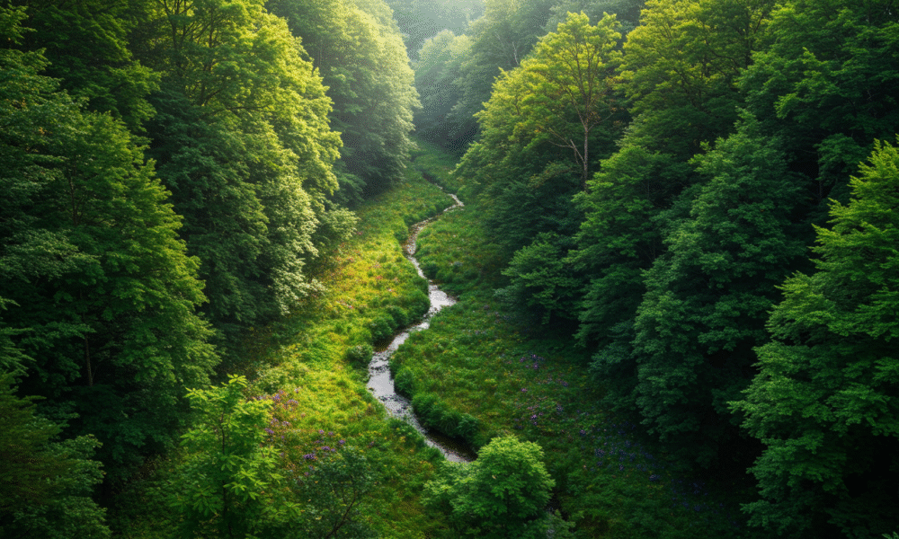 Elegia Forest
