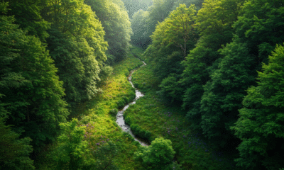 Elegia Forest