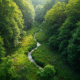 Elegia Forest