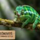 Chameleónovité: Protecting These Enigmatic Reptiles