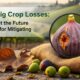 Italian Fig Crop Losses: Figging Out the Future Strategies for Mitigating